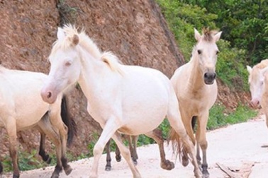 "Vương quốc" bạch mã lớn nhất đất Việt: Nuôi ngựa trắng lên đời đại gia