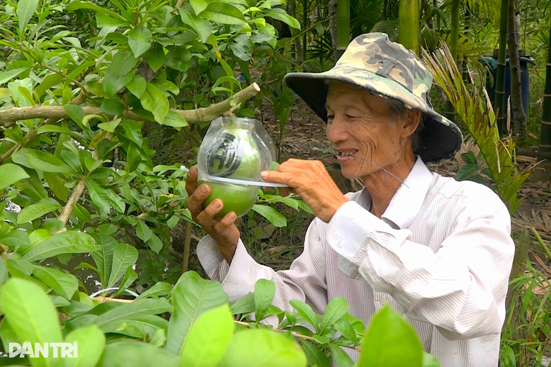 Xoài linh vật rắn, bưởi tài lộc, giá bán cao gấp chục lần vẫn cháy hàng - 3 Xoài linh vật rắn, bưởi tài lộc, giá bán cao gấp chục lần vẫn cháy hàng - 3