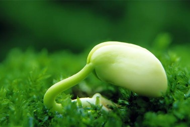 Vai trò của estrogen thảo dược với phái đẹp