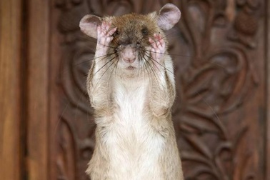 Chuột anh hùng được trao huy chương vì giúp rà phá bom mìn