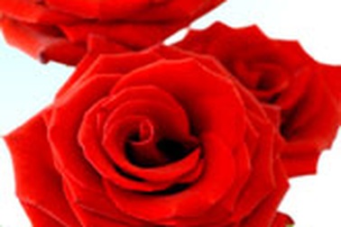 Hoa cho ngày Tình yêu