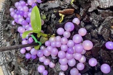 Lan phi điệp tiền tỷ phải kê khai thuế: Dân buôn hết thời thổi giá?