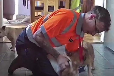 Những tình huống phản ứng cực nhanh giúp tránh những tai nạn đáng tiếc