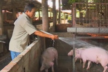 Giá lợn hôm nay 15/7: Giá vọt lên hơn 1 triệu đồng/tạ, lái buôn tới tận chuồng bắt lợn