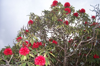 Tháng 3 leo núi Fansipan ngắm hoa Đỗ Quyên cổ thụ khoe sắc thắm