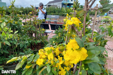 Mai vàng nở sớm bất thường, nông dân lo mất Tết