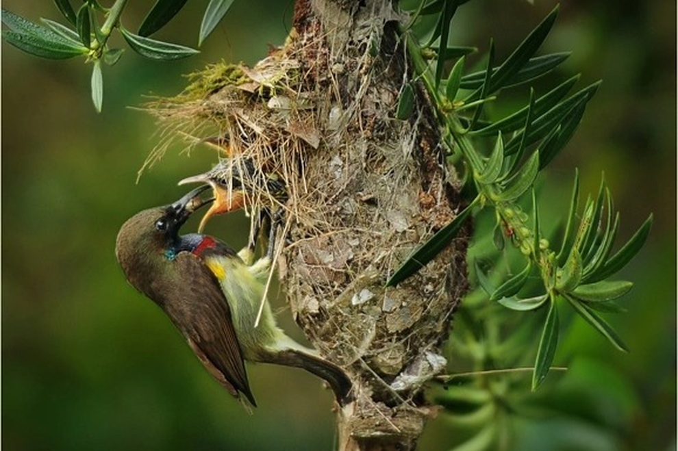 Ngắm khu dự trữ sinh quyển thế giới ở Việt Nam mới được UNESCO công nhận - 3 Ngắm khu dự trữ sinh quyển thế giới ở Việt Nam mới được UNESCO công nhận - 3