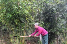 Xã nghèo "thay da đổi thịt" nhờ cây vầu đắng