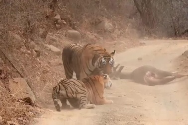 Hổ cái bị hổ đực phát hiện trộm đồ ăn và cái kết