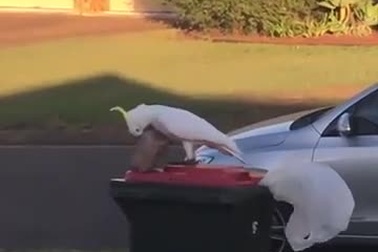 Vẹt tiến hóa để cạy nắp thùng rác cực điêu luyện