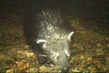 Phát hiện loài động vật "nửa chồn nửa gấu" trong rừng Quảng Bình