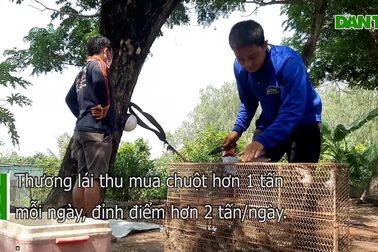 Chợ chuột đồng nhộn nhịp như chợ tết