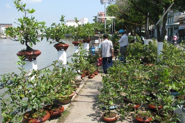 Loạn giá hoa kiểng