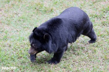 Mở rộng Trung tâm Cứu hộ gấu Việt Nam tại Vườn quốc gia Bạch Mã