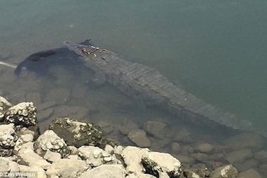 Du khách sợ hãi khi thấy con cá sấu cắn chú chó dưới sông