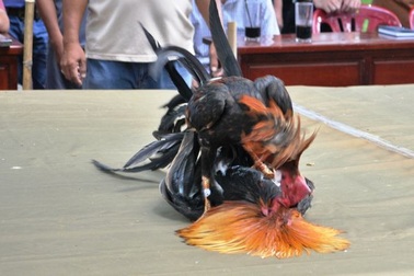 Kỷ luật một phó chủ tịch xã chơi đá gà ăn tiền