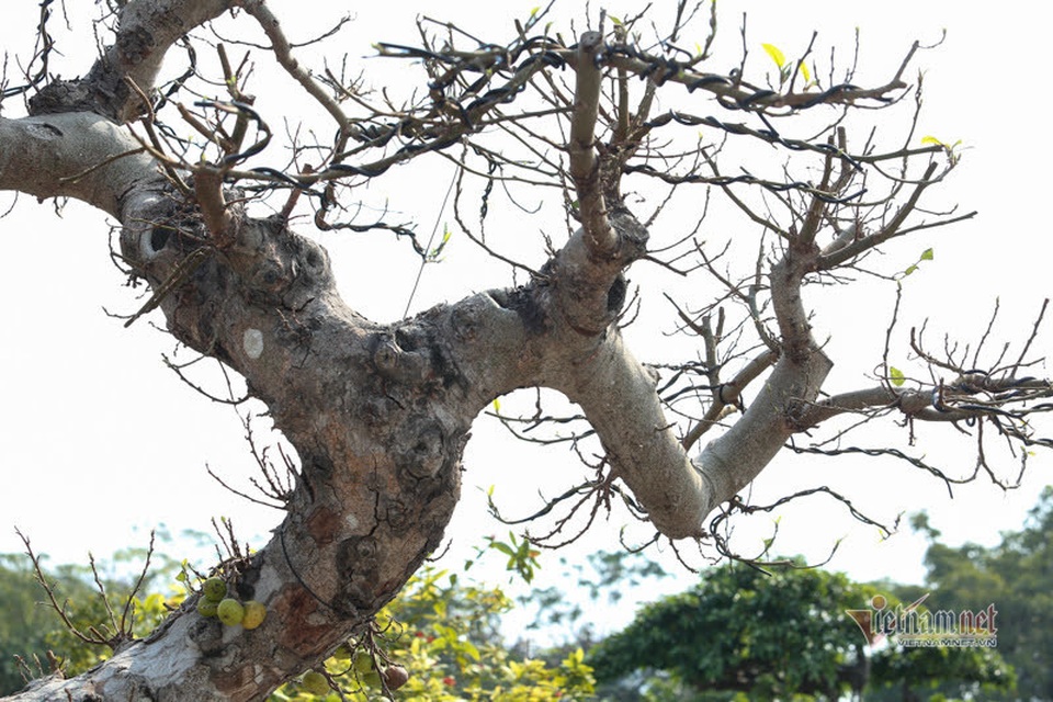 Chậu sung trăm tuổi trụi lá, hét giá 200 triệu đồng ở Hà Nội - 7 Chậu sung trăm tuổi trụi lá, hét giá 200 triệu đồng ở Hà Nội - 7