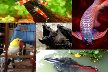 Thú chơi ngông của đại gia Việt: Săn "quái vật" làm thú cưng