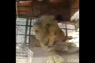 Đại gia Trung Đông với thú vui nuôi thú dữ trong nhà