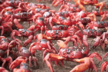 Ngạt thở trước cảnh hàng chục triệu con cua đỏ bò kín đường ở  Australia