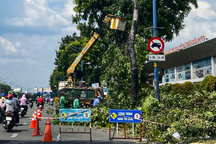 Đốn 20 cây xanh để làm đường vào sân bay Tân Sơn Nhất