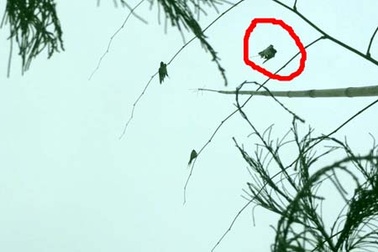 Cận cảnh tận diệt hàng ngàn con én mỗi ngày làm mồi nhậu