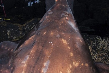 Tóm gọn "quái ngư" khổng lồ trên bờ biển