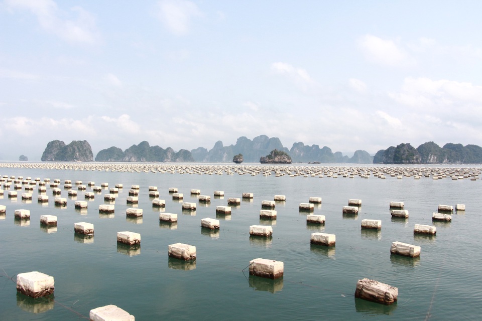 Quảng Ninh: Vân Đồn tung chiêu giúp ngư dân tìm đầu ra cho sản phẩm - 1 Quảng Ninh: Vân Đồn tung chiêu giúp ngư dân tìm đầu ra cho sản phẩm - 1