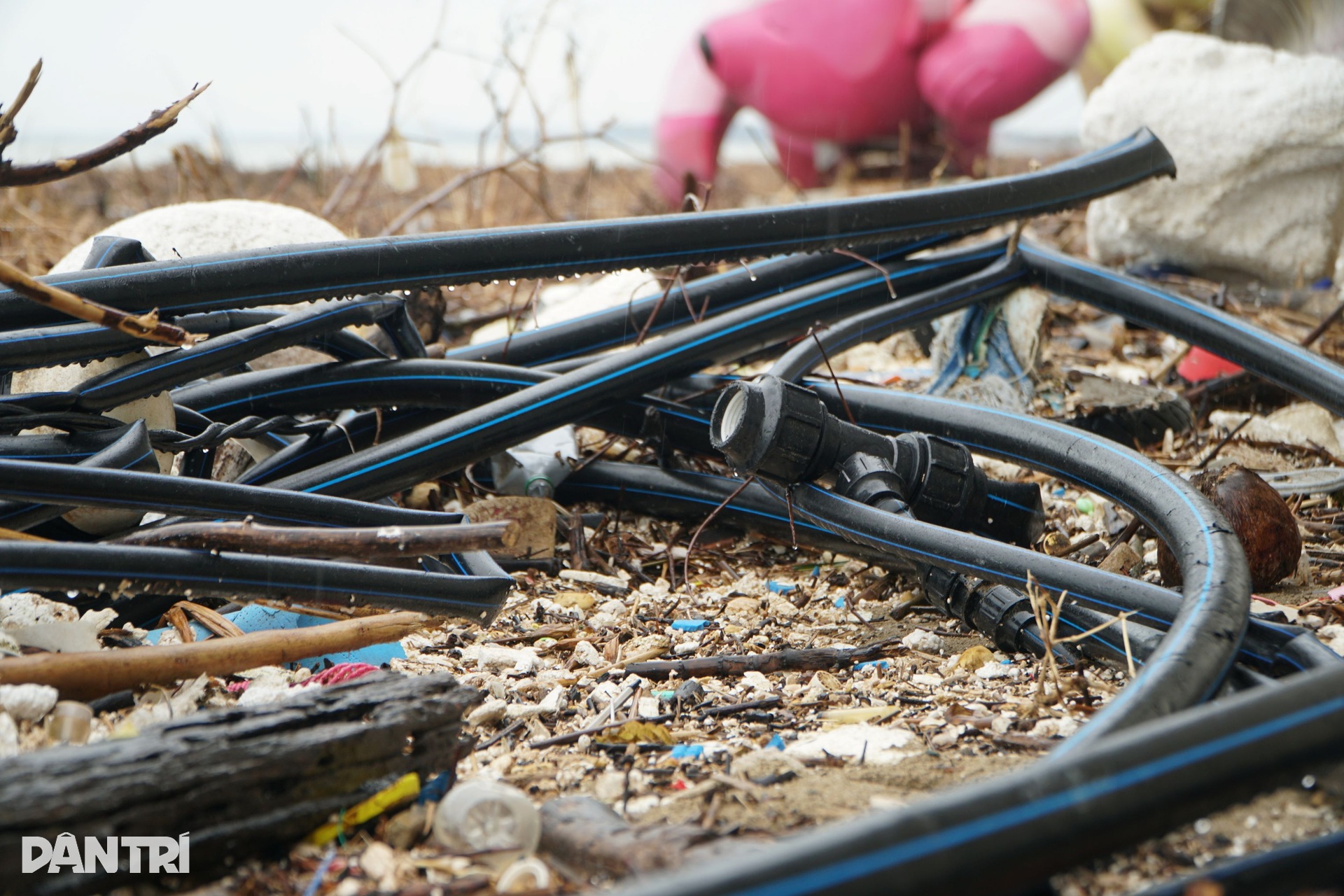 Bờ biển Hải Tiến như bãi chông sau bão Bualoi - 10 Bờ biển Hải Tiến như bãi chông sau bão Bualoi - 10