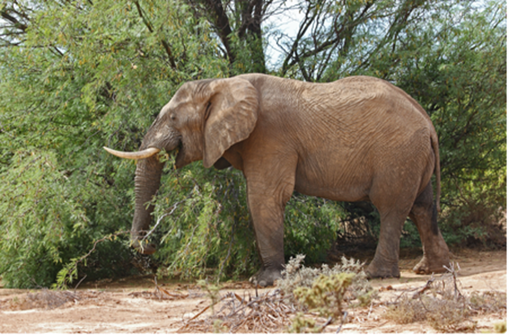 Những bí mật về sa mạc cổ xưa nhất hành tinh - 4