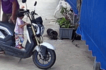 Chó dũng cảm cứu chủ khỏi rắn hổ mang cực độc