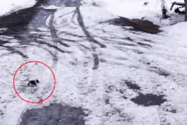 Clip cảm động về tình bạn của... “những người bạn bốn chân”