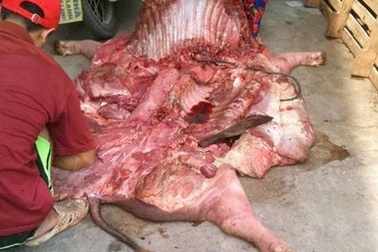 Dịch tai xanh bùng phát, chuyên gia cảnh báo tuyệt đối không xẻ thịt, ăn thịt lợn bệnh