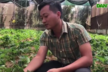 Vườn dâu tây trên vùng đất đỏ.