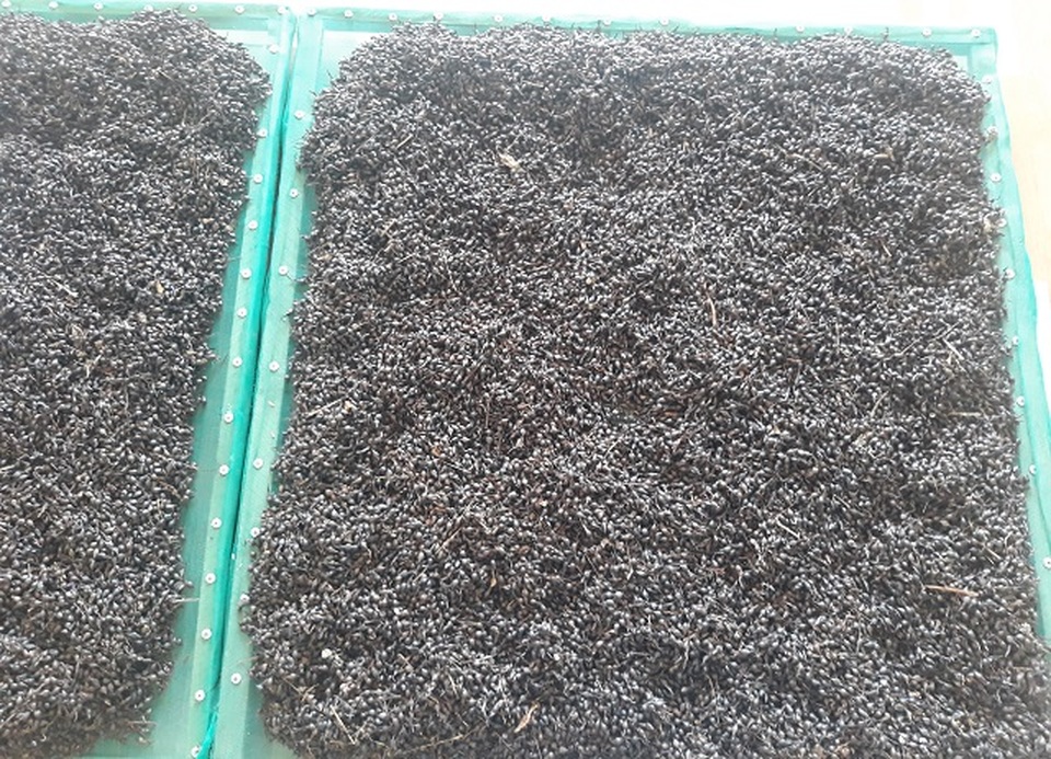 Bị nói khùng vì bỏ nghề giáo lên đồi trồng dó bầu, khi thu tiền tỷ thì... - 8 Bị nói khùng vì bỏ nghề giáo lên đồi trồng dó bầu, khi thu tiền tỷ thì... - 8