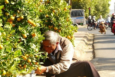 Quất, mai… ồ ạt xuống phố