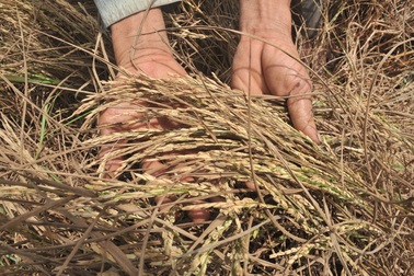 4.600 hộ dân mỏi mòn chờ nhận tiền hỗ trợ lúa chết từ... 2015