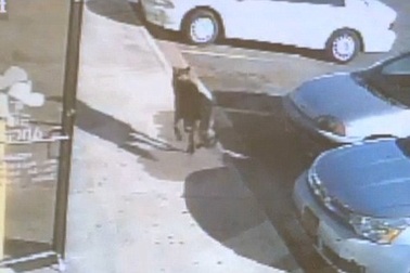 Chú chó thiệt mạng khi dũng cảm đỡ đạn cứu chủ 