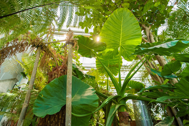 Một nước châu Âu trồng được cả rừng nhiệt đới trong tòa nhà văn phòng