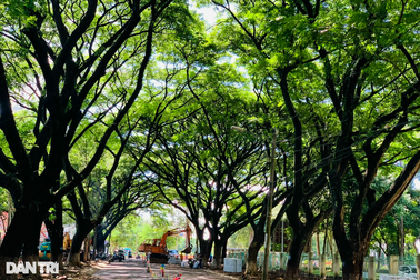 Xử nghiêm vụ cây cổ thụ tuyệt đẹp bật gốc vì thi công vỉa hè ẩu