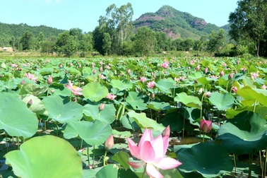 Xua cái nắng hè oi ả ở cánh đồng sen tuyệt đẹp của Quảng Nam