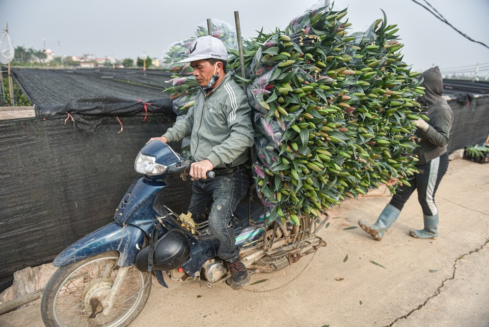Giá hoa thấp kỷ lục, người trồng hoa Tây Tựu ngồi trên đống lửa - 6 Giá hoa thấp kỷ lục, người trồng hoa Tây Tựu ngồi trên đống lửa - 6