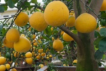 Bưởi cảnh, quất thế hàng chục triệu đồng "rục rịch" xuống phố