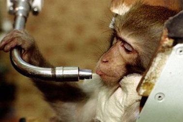 Nga có thể đưa khỉ lên sao Hoả 