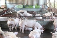 Thương lái Trung Quốc đang "ráo riết" thu mua lợn Việt Nam