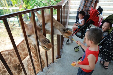 Ngắm động vật hoang dã bằng du thuyền ngay giữa lòng Hà Nội