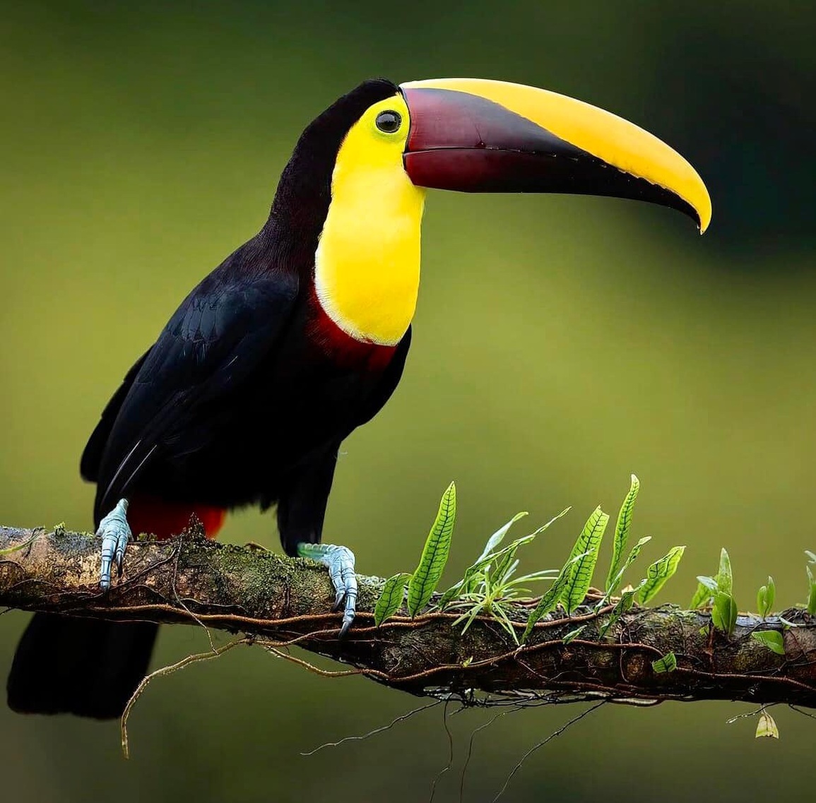 Vẻ đẹp của loài chim Toucan - 10