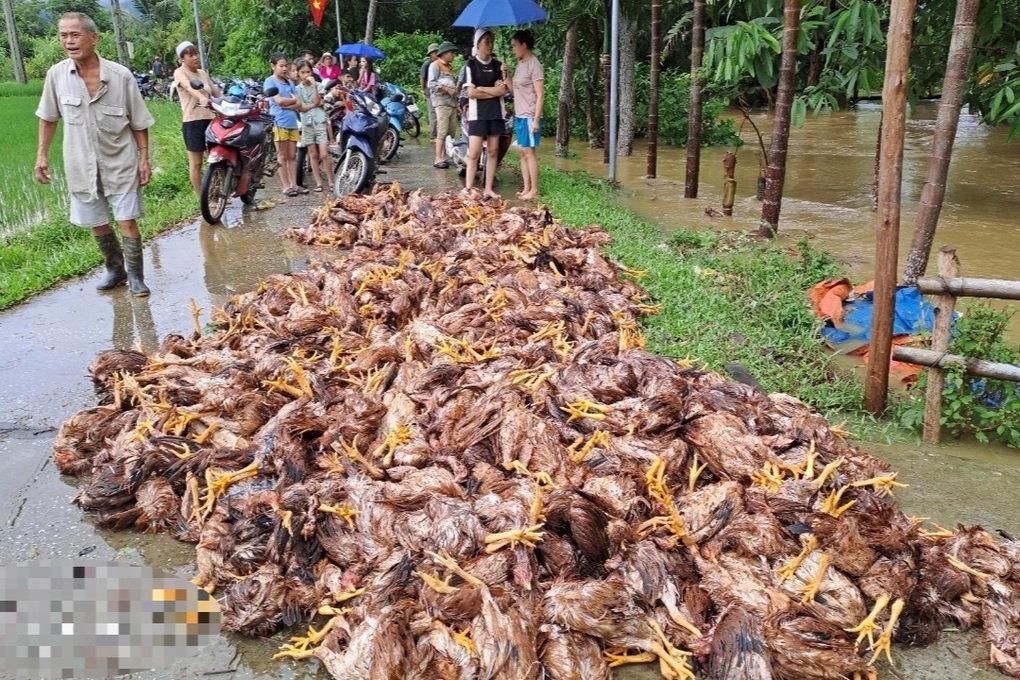 Hàng nghìn con gà bị chết do mưa lũ ở Yên Bái - 1 Hàng nghìn con gà bị chết do mưa lũ ở Yên Bái - 1