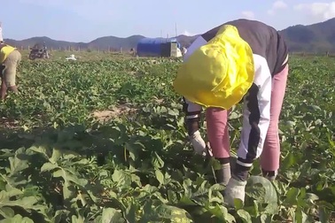 Dân khóc ròng vì dưa hấu rớt giá thảm