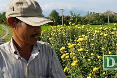 Mãn nhãn với làng hoa cúc nổi tiếng Nam Trung Bộ ngày giáp Tết
